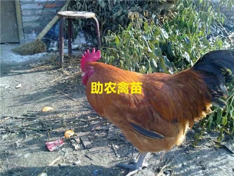 青脚麻鸡苗