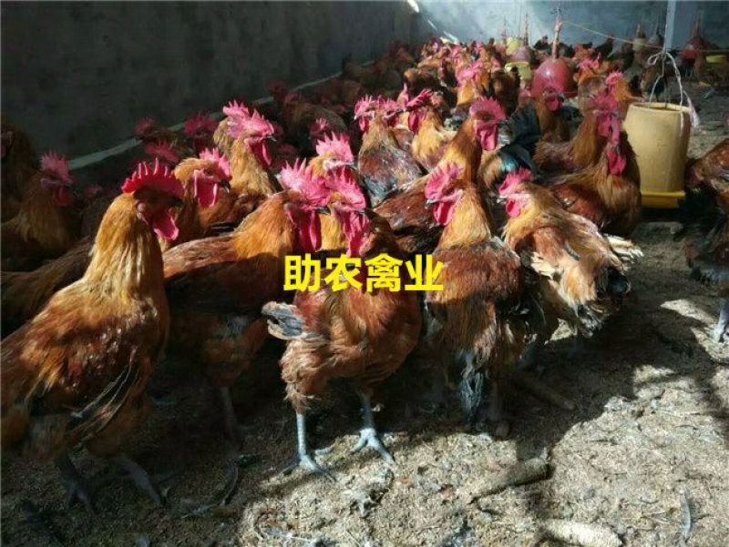 青脚麻鸡苗