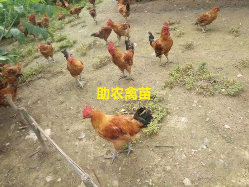 青脚麻鸡苗