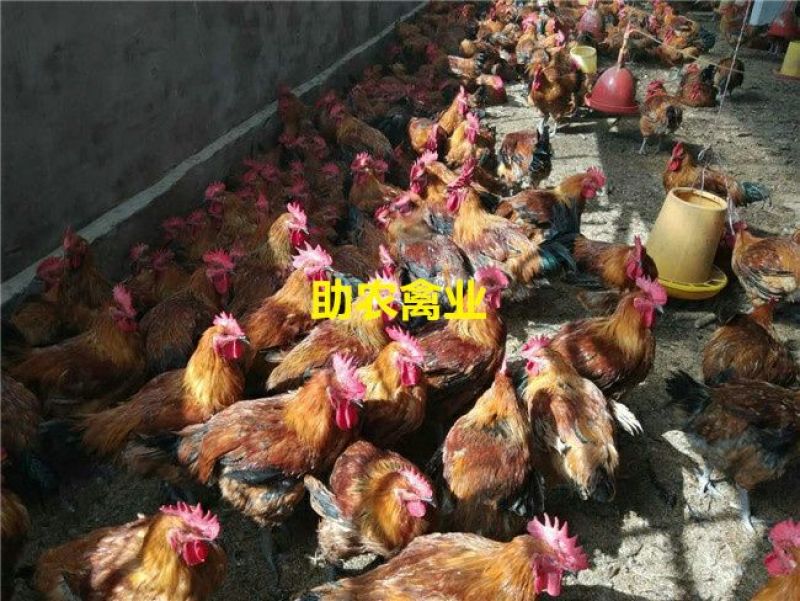 青脚麻鸡苗