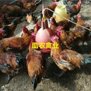 青脚麻鸡苗