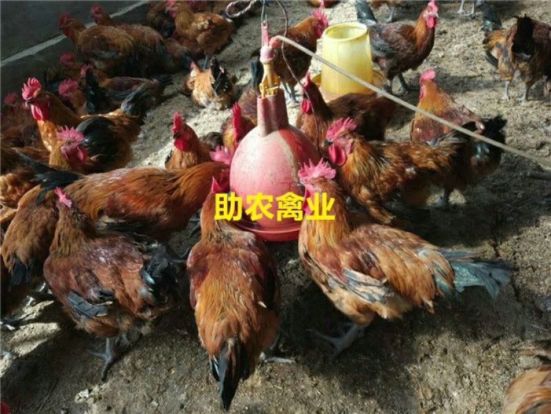 青脚麻鸡苗