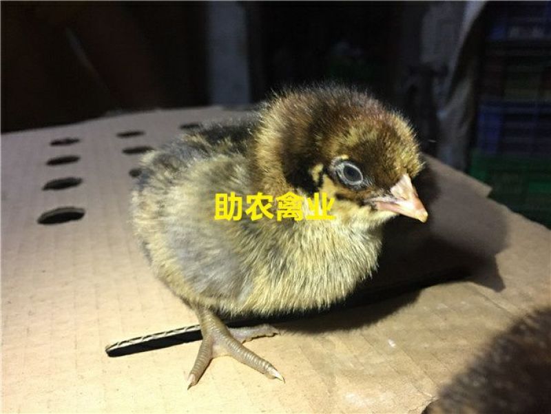 青脚麻鸡苗