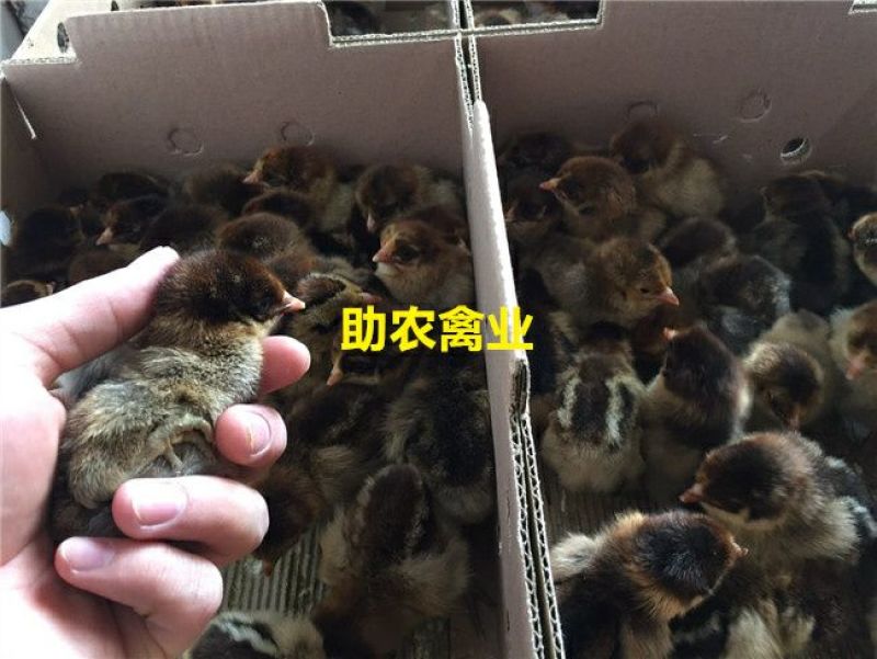 青脚麻鸡苗