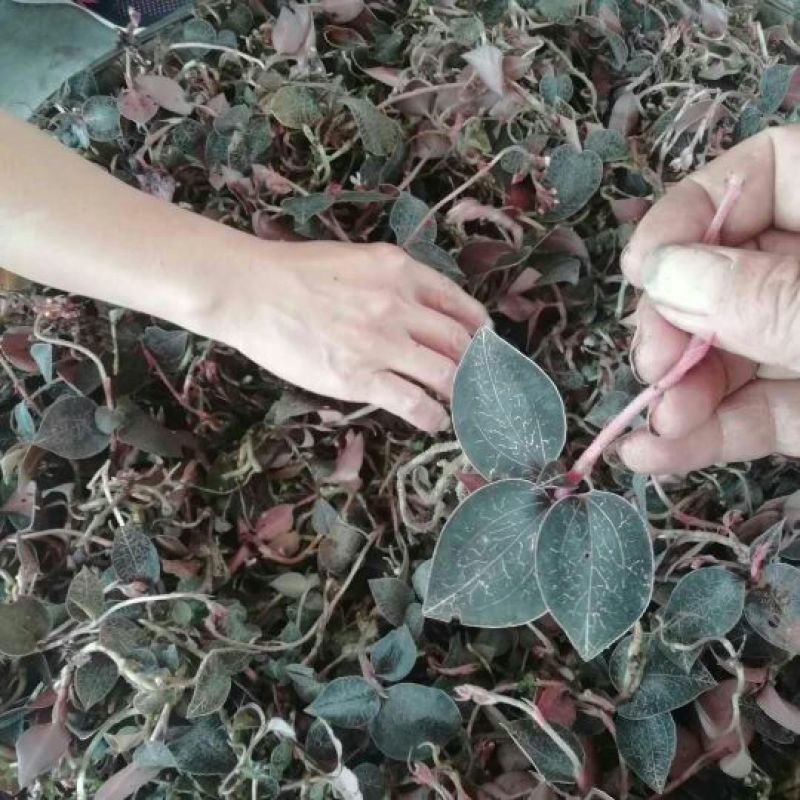 金线莲