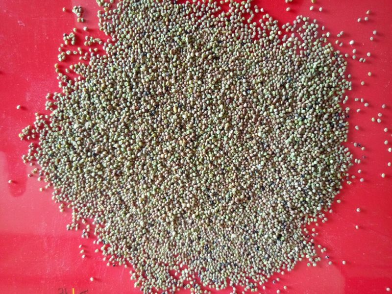 菟丝子有要的吗