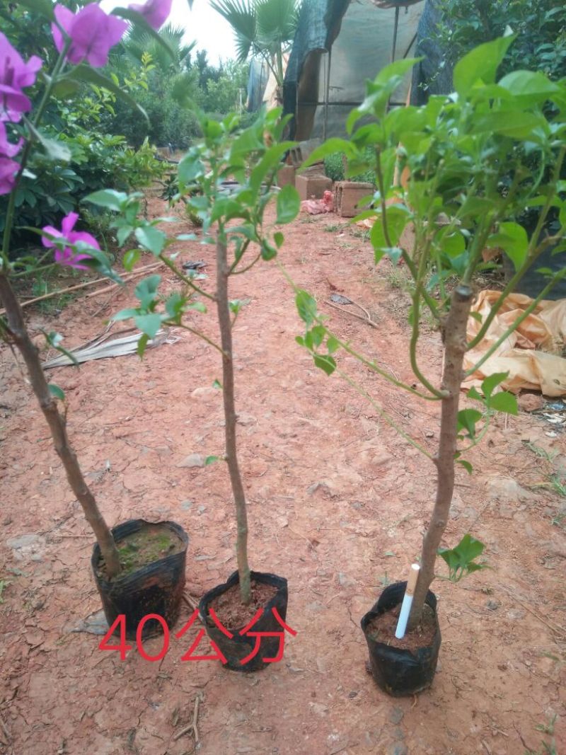 云南四季紫三角梅高度30-50公分，苗木基地批发价格