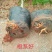 云南四季紫三角梅高度30-50公分，苗木基地批发价格