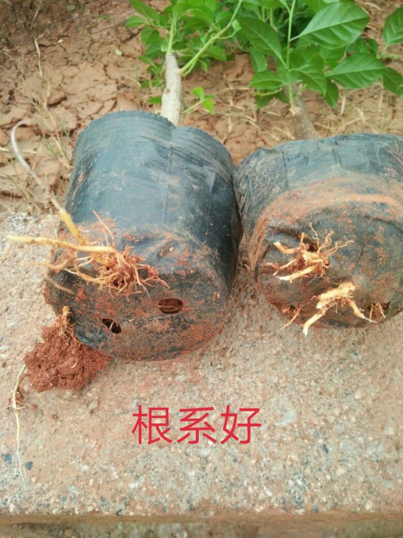 云南四季紫三角梅高度30-50公分，苗木基地批发价格