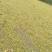 槐花