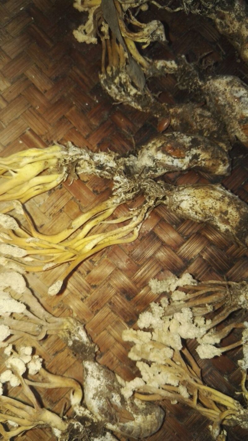 金蝉花大别山品种高海拔生长货源充足量大从优欢迎咨