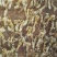 金蝉花大别山品种高海拔生长货源充足量大从优欢迎咨