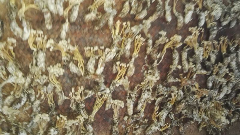 金蝉花大别山品种高海拔生长货源充足量大从优欢迎咨