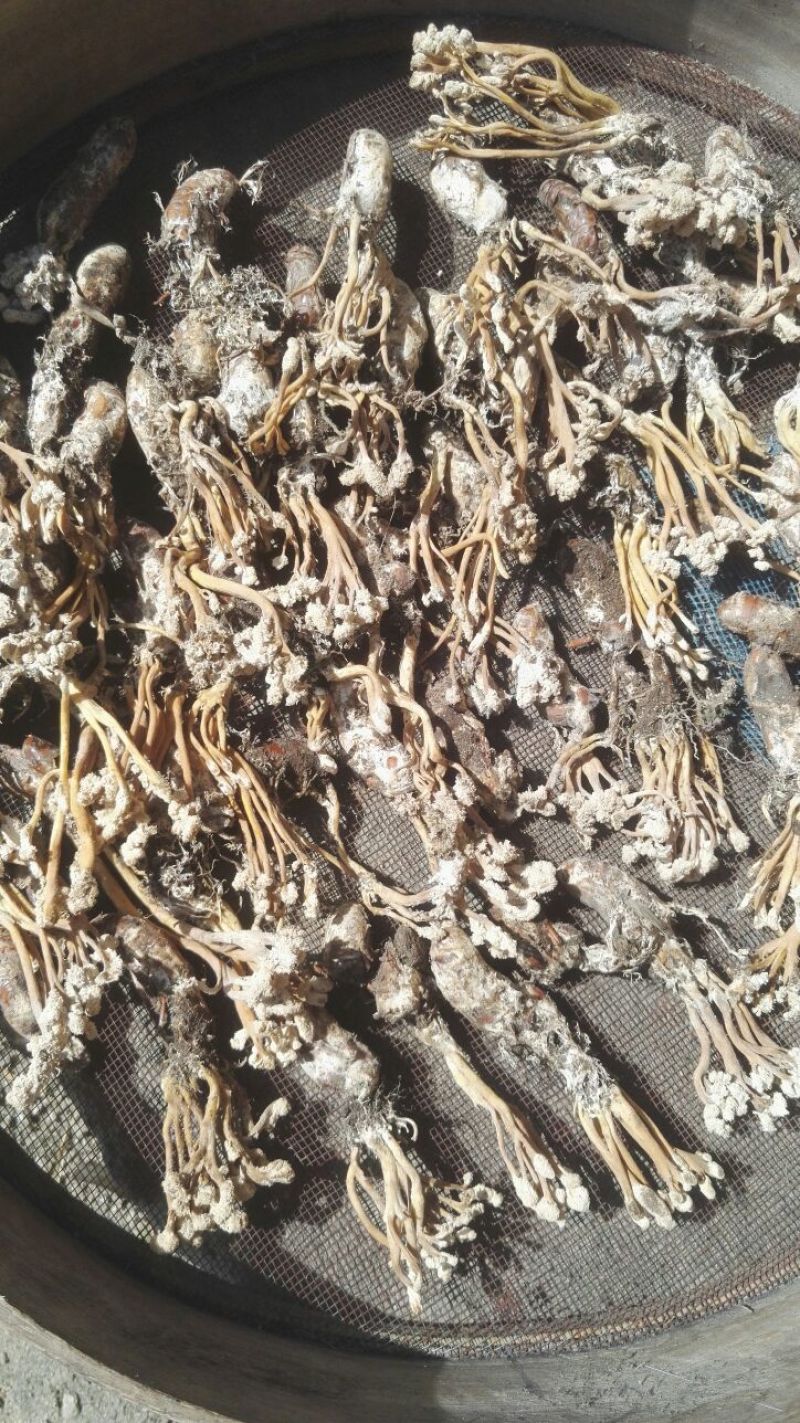 金蝉花大别山品种高海拔生长货源充足量大从优欢迎咨