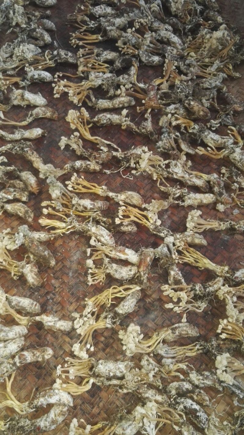 金蝉花大别山品种高海拔生长货源充足量大从优欢迎咨