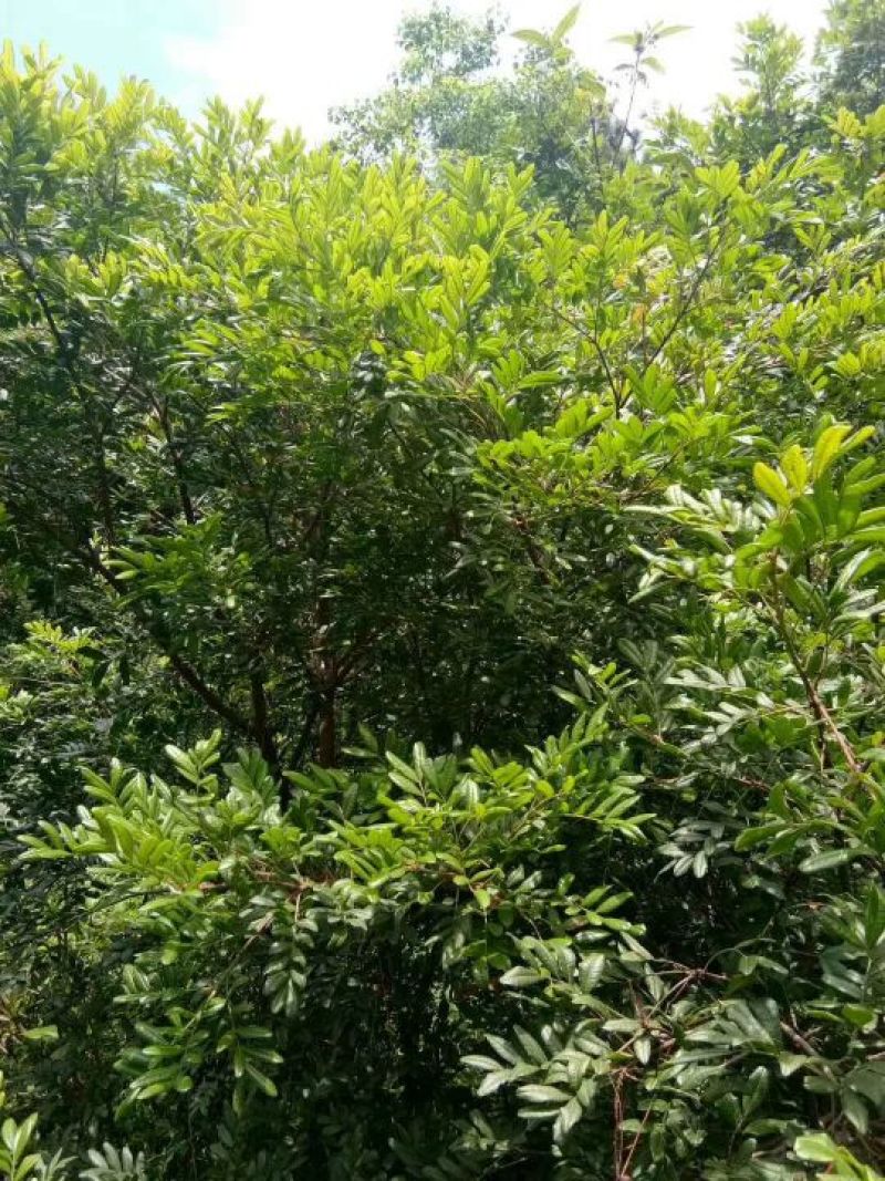 清香木苗