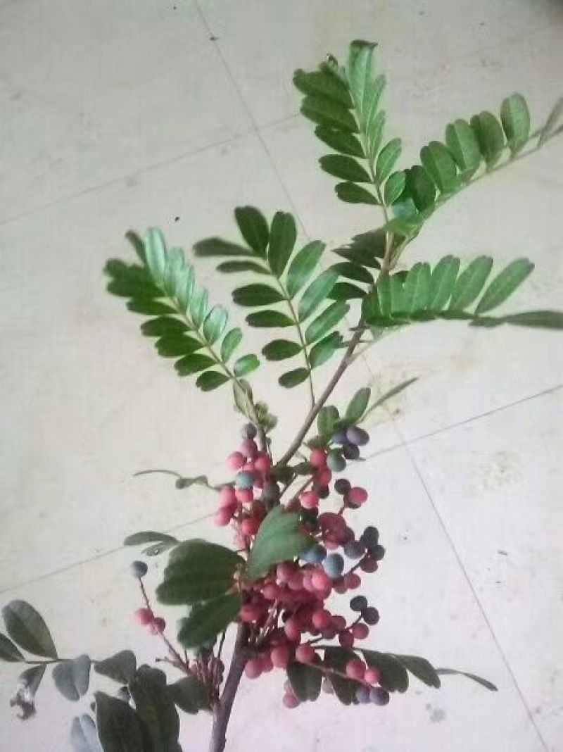 清香木苗