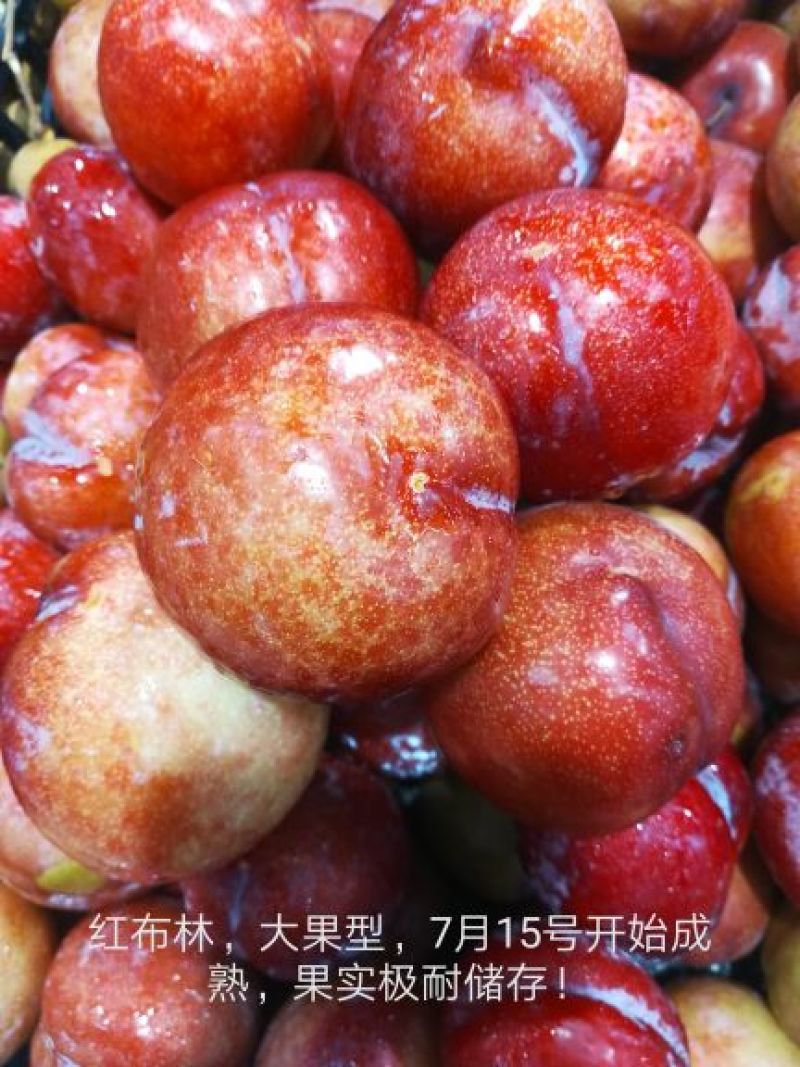 李子树苗红布林李子树苗