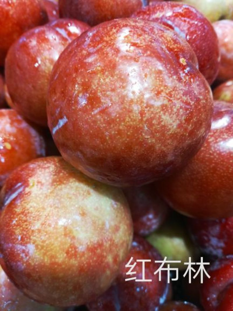 李子树苗红布林李子树苗