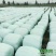 中科一号杂交构树