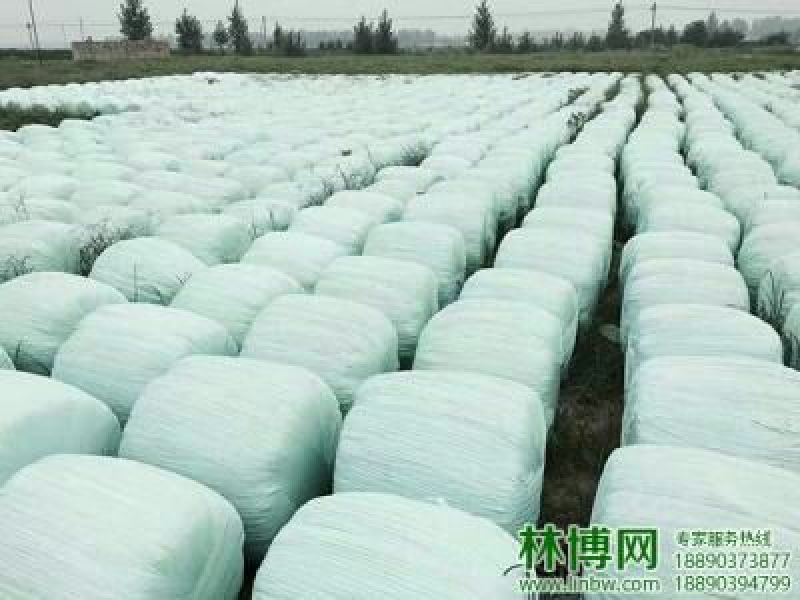 中科一号杂交构树