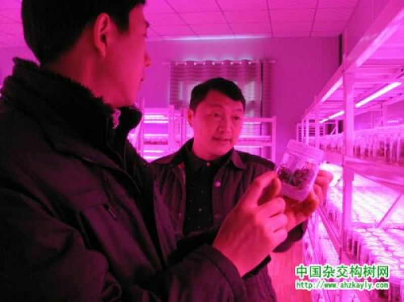 中科一号杂交构树