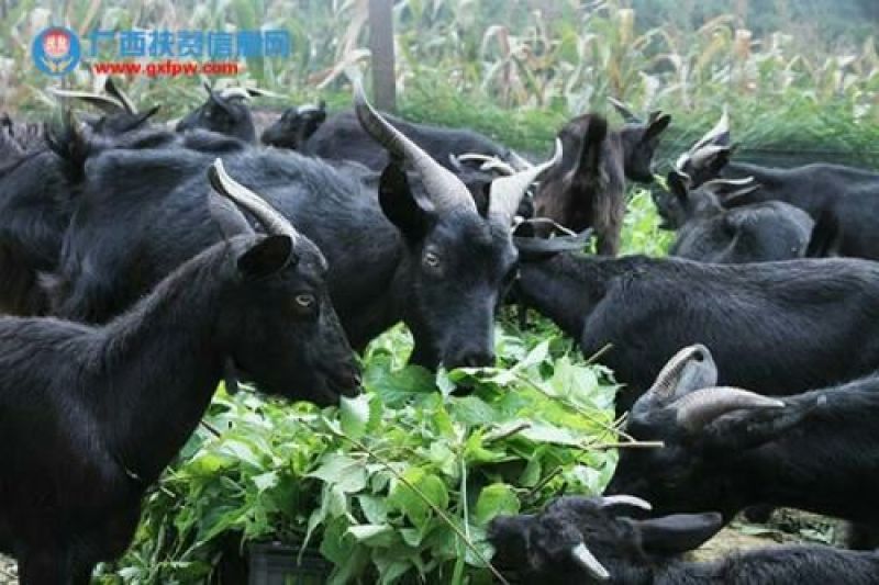 中科一号杂交构树