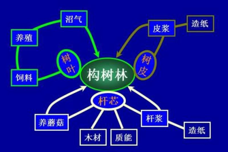 中科一号杂交构树