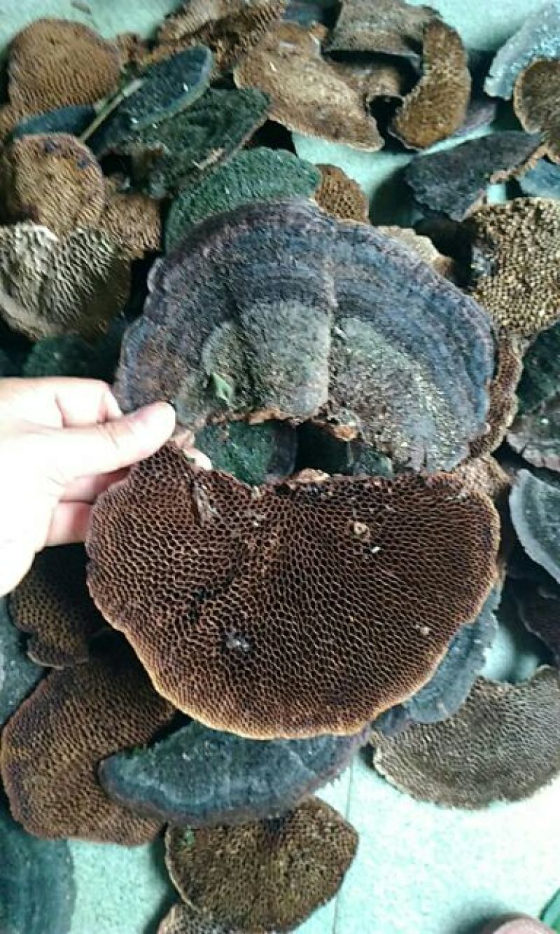 广西崇左本地野生：蜂窝灵芝