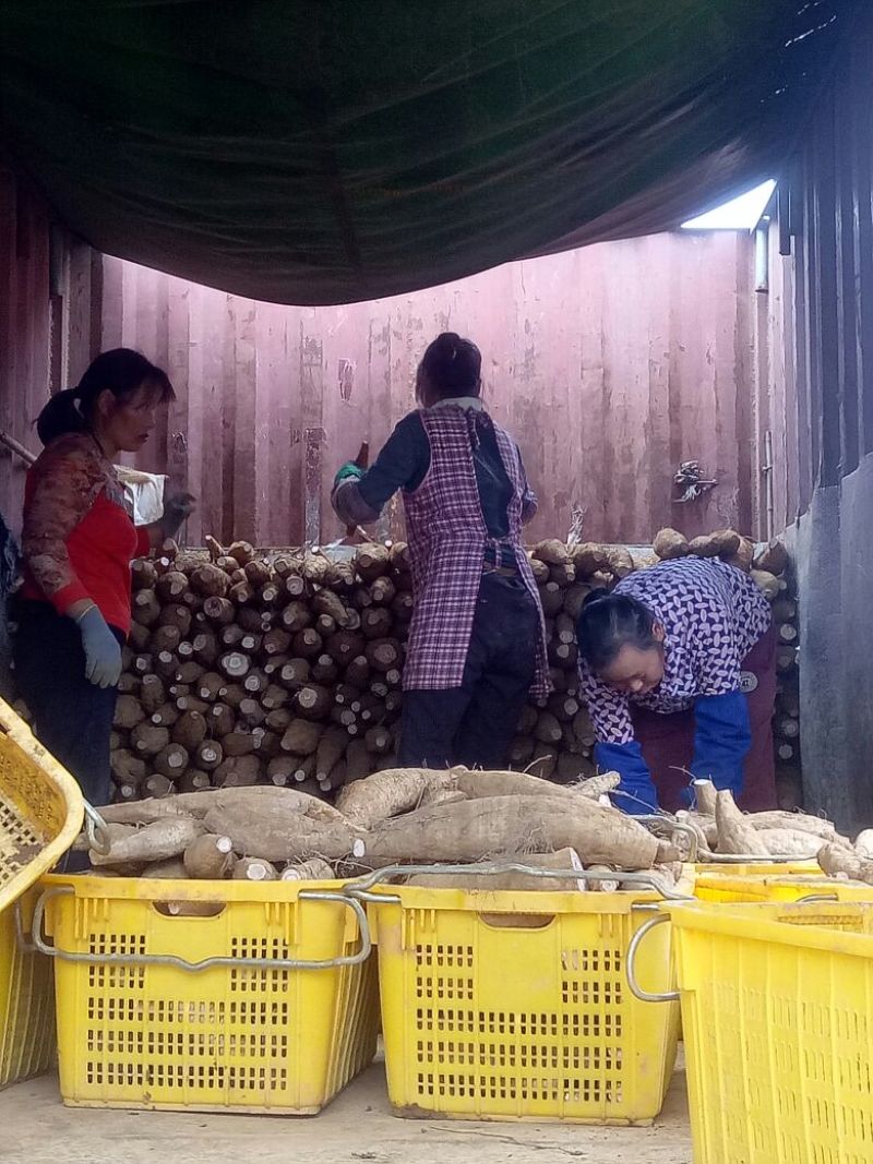 广西优质无渣葛根；粉葛根；货源充足，基地直发！