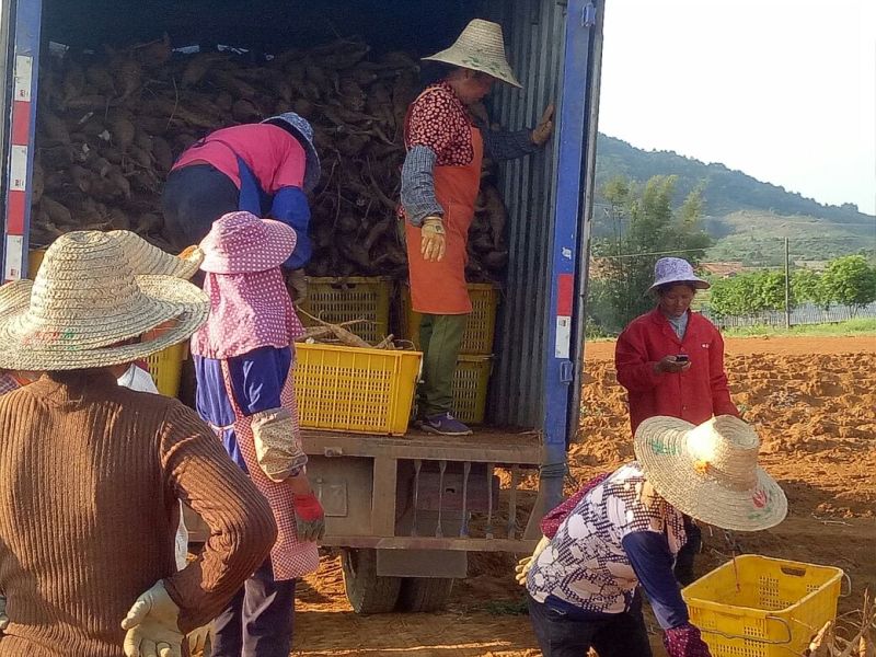 广西优质无渣葛根；粉葛根；货源充足，基地直发！