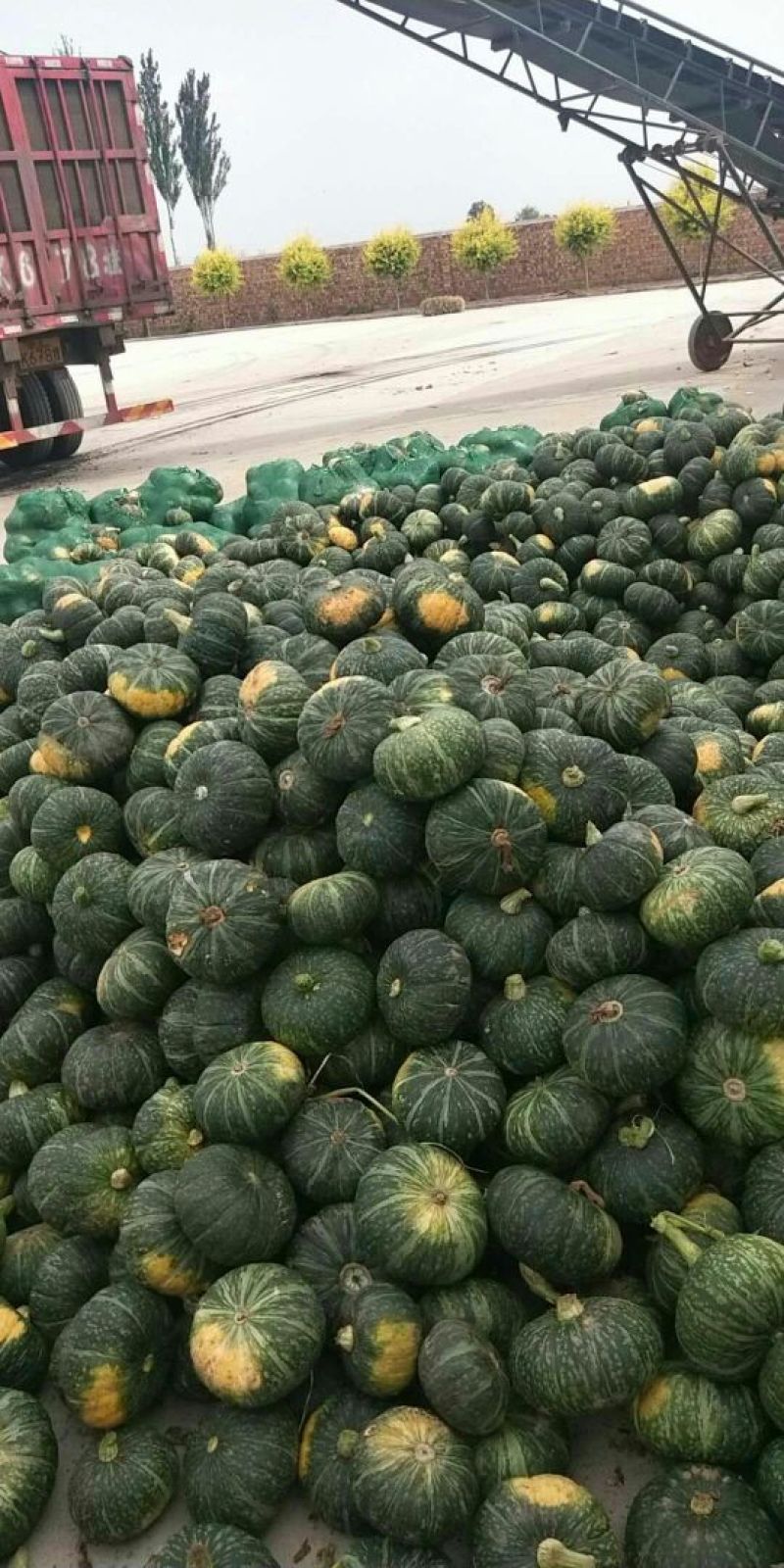 个头大个头小的都有今年南瓜特别好