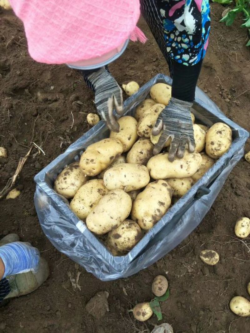 荷兰十五土豆，大量上市中，诚信为本