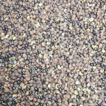 贵州大山非种植药食两用野花椒