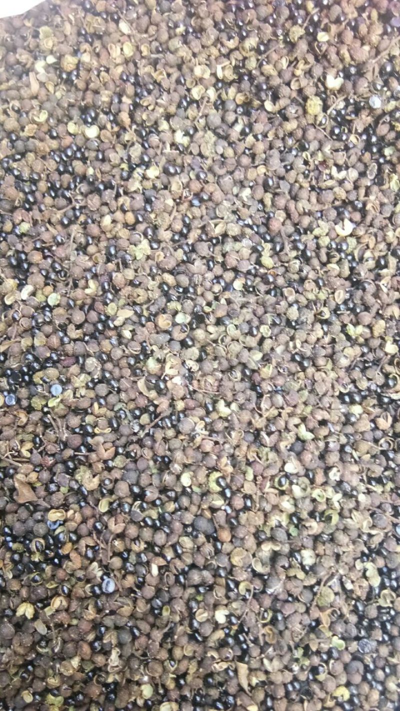贵州大山非种植药食两用野花椒