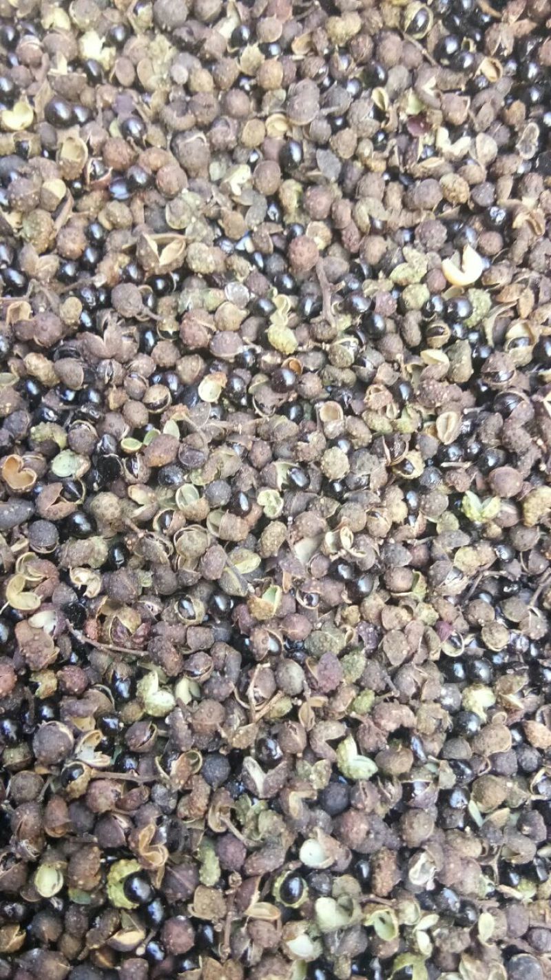贵州大山非种植药食两用野花椒