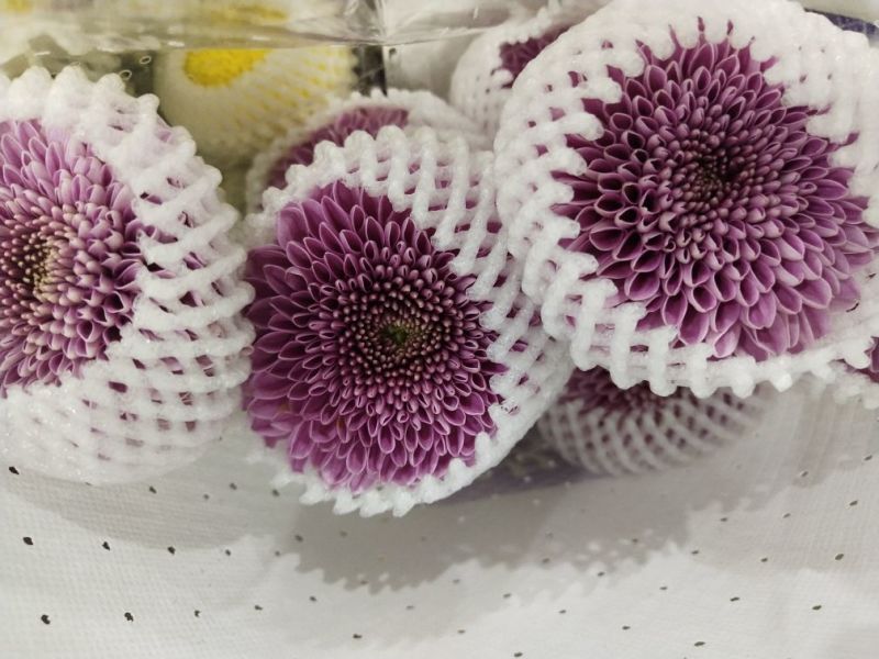 乒乓球菊花