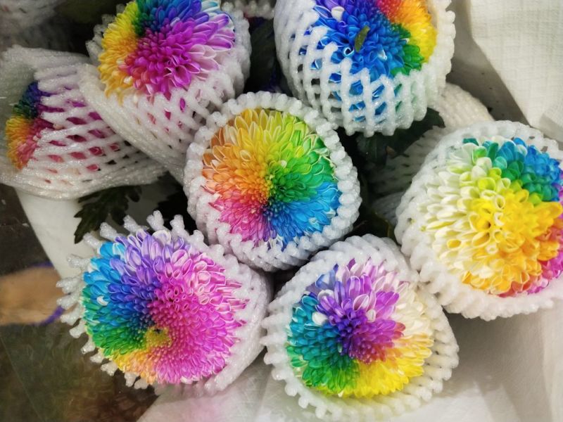 乒乓球菊花