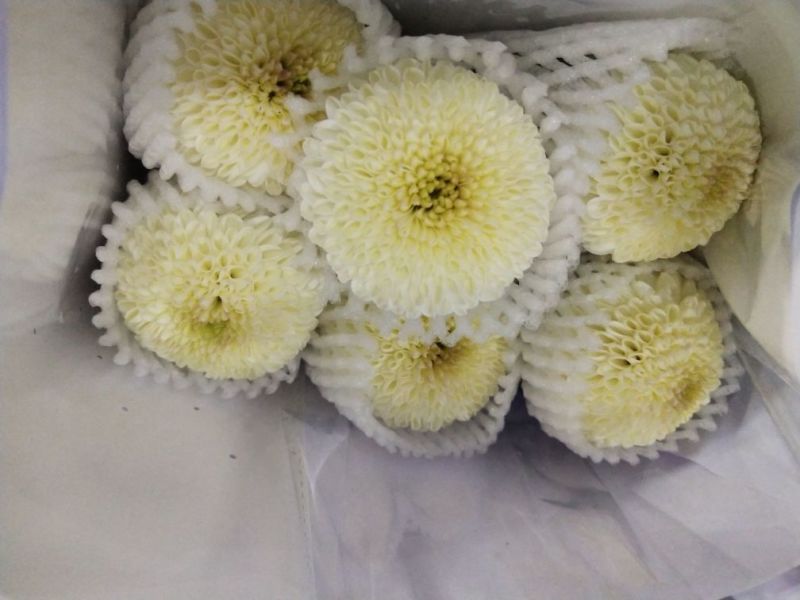 乒乓球菊花
