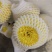 乒乓球菊花