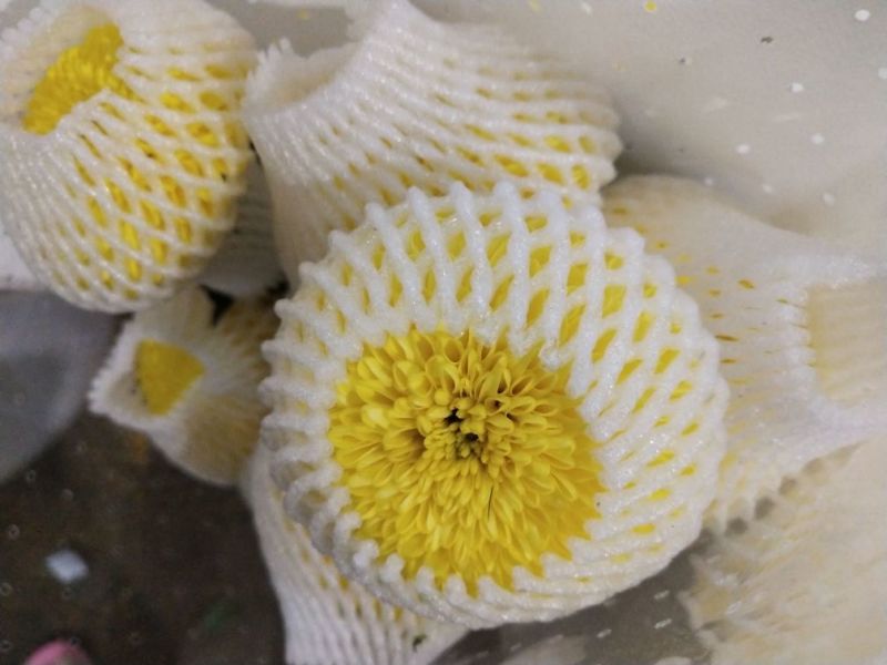 乒乓球菊花