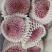 乒乓球菊花