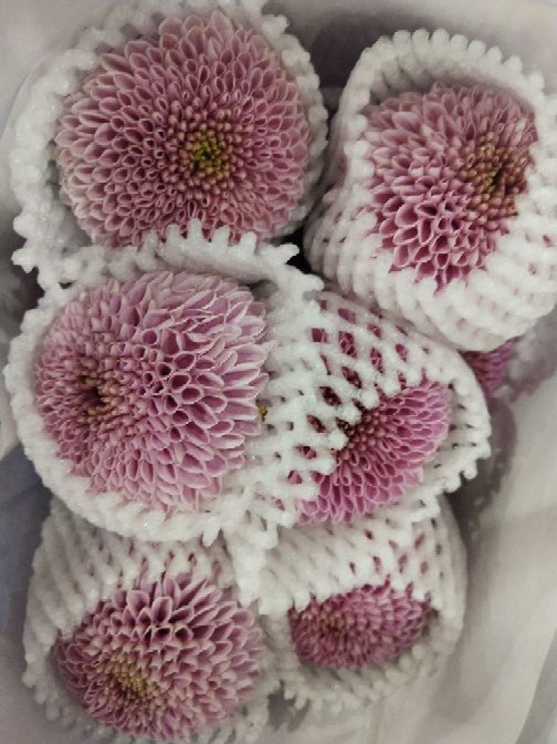 乒乓球菊花