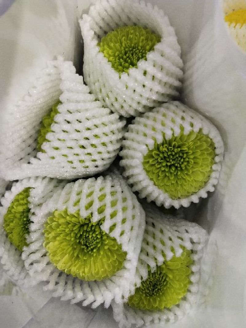 乒乓球菊花