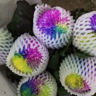 乒乓球菊花