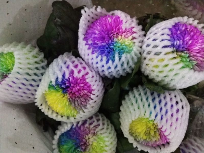 乒乓球菊花