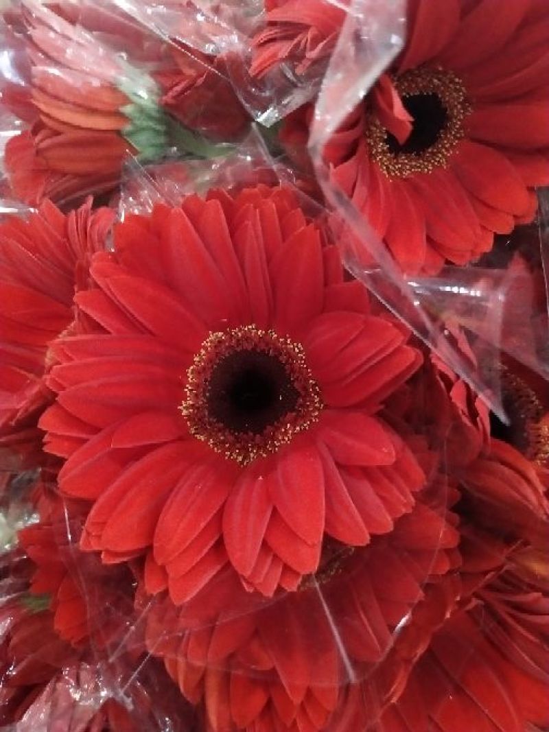 非洲菊