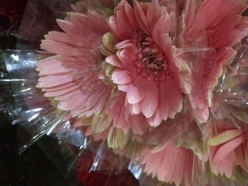 非洲菊