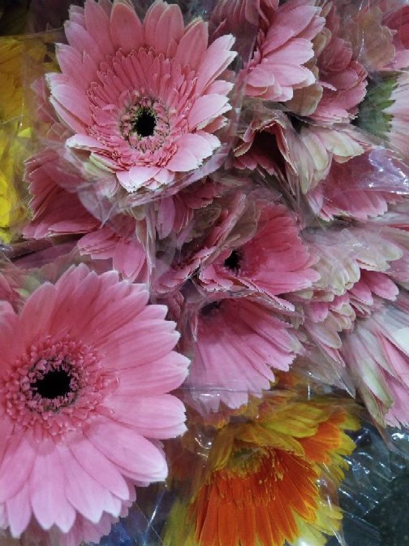 非洲菊