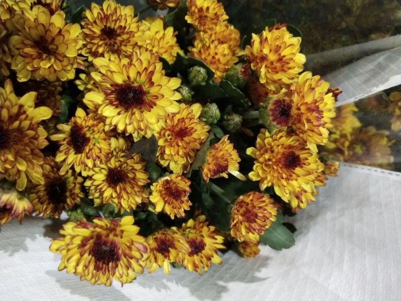 小雏菊